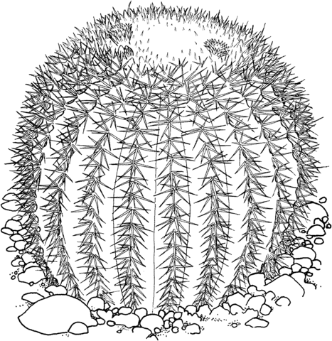 Echinocactus Grusonii Or Golden Barrel Cactus Coloring Page